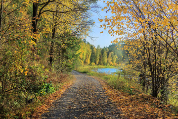 Obraz premium Road in the autumn forest