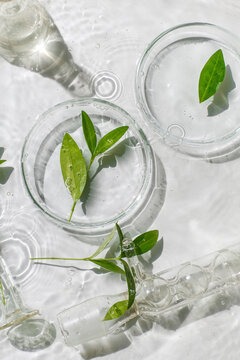Laboratory glassware, Petri dishes floating on surface of the water on white background. Natural medicine, cosmetic research, bio science, organic skin care products. Top view, flat lay.Dermatology