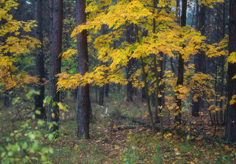 Obraz premium Beautiful autumn forest during leaf fall