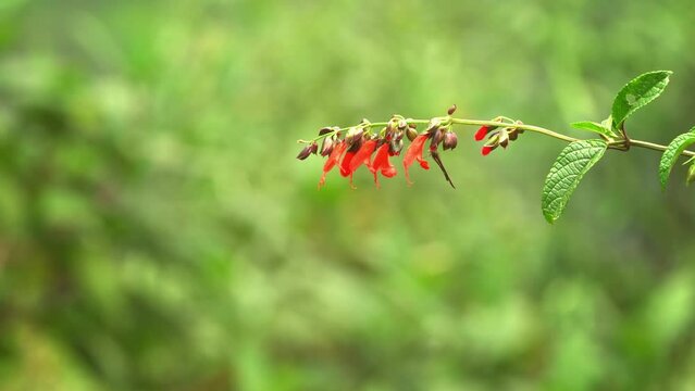 Sapphire-vented Puffleg - Eriocnemis luciani hummingbird in the brilliants, Heliantheini in subfamily Lesbiinae, bird feeds on the red blossom green back, found in Colombia, Ecuador, Peru, Venezuela.