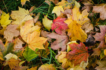 Autumn yellow leaves on green grass, texture.