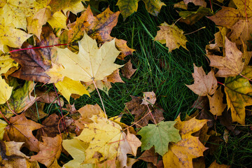 Fall yellow leaves on green grass, texture.