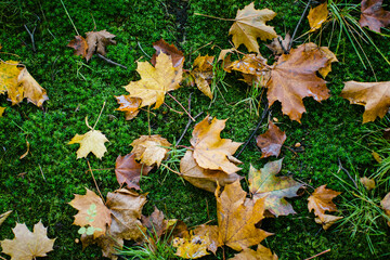 Fall yellow leaves on green moss.