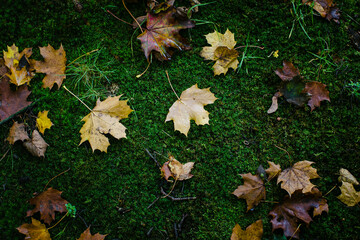 Autumn yellow leaves on green moss.