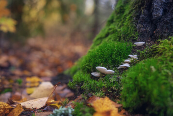 Mushrooms grown in moss on a tree trunk among fallen autumn foliage
