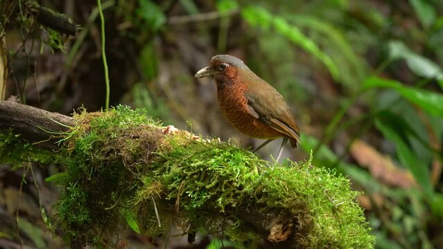 Giant Antpitta - Grallaria gigantea perching bird species in antpitta family Grallariidae, rare and enigmatic, known only from Colombia and Ecuador, close relative of undulated antpitta, G. squamigera