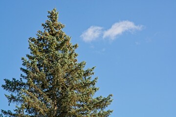 Spruce treetop mature cones hanging against blue skies