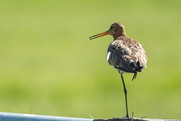 Relaxing bird on fence
