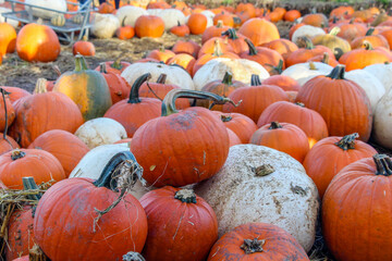 Pumpkin patch, harvest season, fresh orange pumpkins on a farm field. 