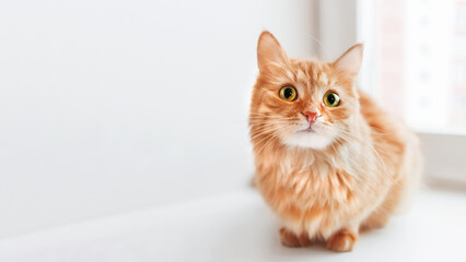 Curious ginger cat is siting on window sill and waiting for something. Fluffy pet at home. Horizontal banner with copy space.