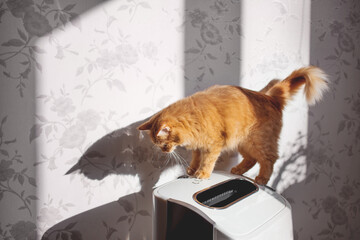 Curious ginger cat on air cleaner. Fluffy pet looks curiously on air purifier, which is removing dust from home. Household equipment. - 535073467