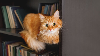 Curious ginger cat on bookshelf. Fluffy pet staring in camera from bookcase shelf. Funny domestic...