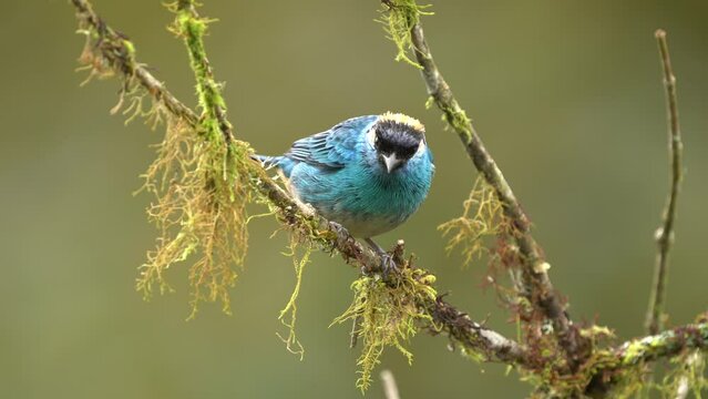 Chalcothraupis ruficervix - Golden-naped Tanager  blue bird in Thraupidae found in South America from Colombia to Bolivia in subtropical or tropical moist montane forests and degraded forest. 