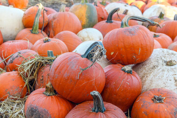 Closeup of pumpkin patch, harvest season, fresh orange pumpkins on a farm field. 