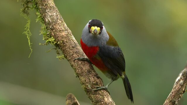 Toucan Barbet - Semnornis Ramphastinus Bird Native To Ecuador And Colombia, Semnornithidae, Closely Related To The Toucans, Robust Yellow Bill, Black Head With Grey Throat And Nape, Red Breast Belly.