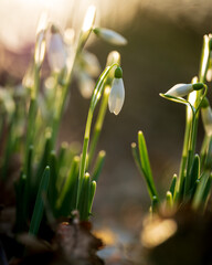 Closeup of snowdrop