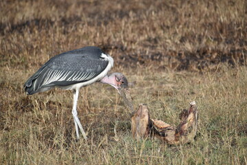 Obraz premium grey crowned crane eating dead elephant's body