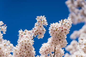 Blossom in bloom blue skies