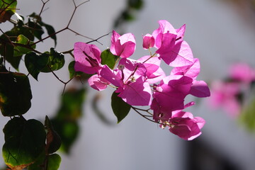 Bougainvillea