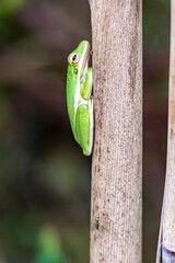 Tree Frog on reed