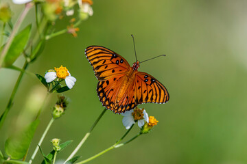 butterfly on flower