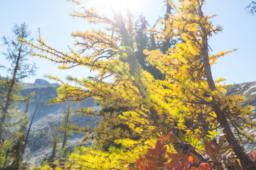Fototapeta premium Larch