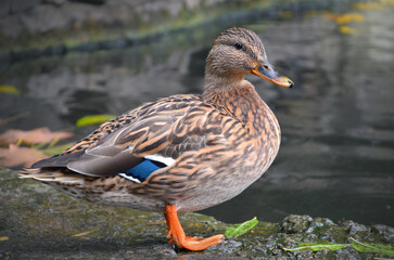 Portrait of wild duck mallard (female) ,standing on the rock near the water of park pond. 