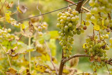 Grapes left in the autumn garden in the village