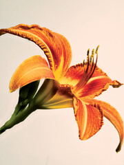 orange tiger lily isolated on off-white background