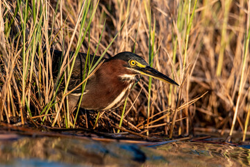 Green Heron