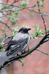 Obraz premium crow chick is sitting on a tree against the background of a brick house. wildlife in the city, a gray crow lives in the courtyard of a multi-storey building. beautiful bird on a tree, soft selective