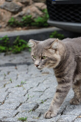 Naklejka na ściany i meble gray sweet beautiful stray cat slowly approaching its prey. cat walking on street