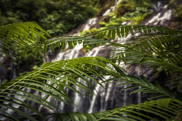 Beautiful lush green tropical rain forest jungle scenery background with palm leaves and waterfall on Bali in Indonesia