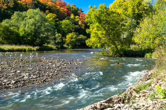 Beautiful Credit River With Colorful Fall Foliage in the Background and Seagulls Resting on the Rocky Shallow Parts of the River Bed