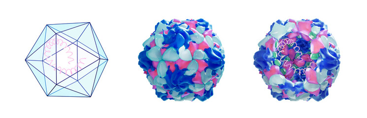Polio virus structre with capsid proteins and the RNA inside. Poliomyelitis is a disease caused by the Poliovirus. CGI conceptual illustration on white background.