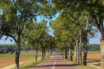 Road leading into the distance in rural France