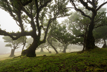 Mystic laurel forest landscape at Fanal, Madeira, with impressive old stinkwood laurel trees, on a misty day in the Laurissilva Nature Reserve