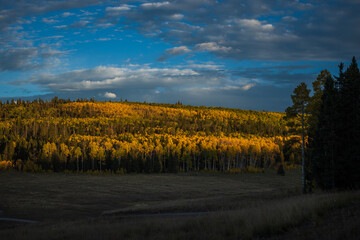 Naklejka premium Golden aspen trees in a sunset meadow in autumn