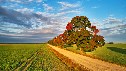Fall colors maple trees, dirt road, agriculture fields. Autumn rural landscape. September sunny morning