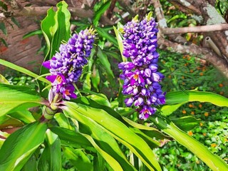 Beautiful purple flowers with seeds in the garden.