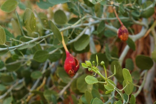 Caper or  Capparis sinaica leaves and fruits, selective focus