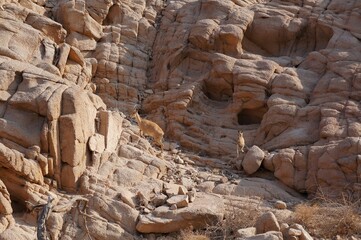 Nubian Ibex goats foraging near the Acacia tree 