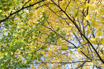 view of the birch from bottom to top, branches and trunk of the birch tree