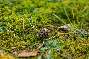 pine cones on the grass