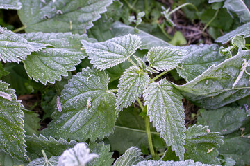Green leaves of the plant in frost after a strong night frost, spring frosts