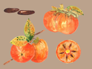 Watercolor persimmon with leaves