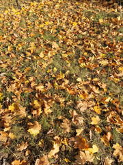 Autumn has arrived, gold-colored leaves lie on the lawn, on a sunny day, near Julianowski Pak in Lodz.