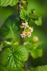 The blackcurrant in blossom (lat. Ribes nigrum), of the family Grossulariaceae. Central Russia.