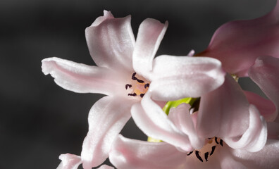 Fototapeta na wymiar Hyacinth flower in close-up. Pink hyacinth flower in close-up. The structure of the petals.