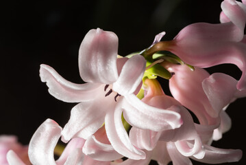 Hyacinth flower in close-up. Pink hyacinth flower in close-up. The structure of the petals.